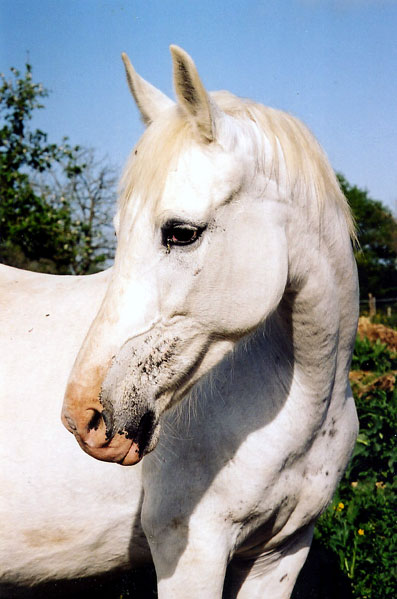 ARABE BARBE (POULINIERE)